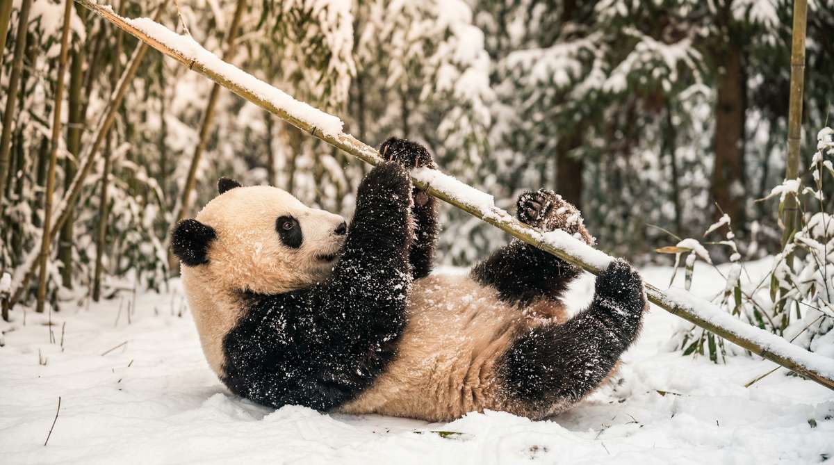 抖阴今日推荐熊猫视频