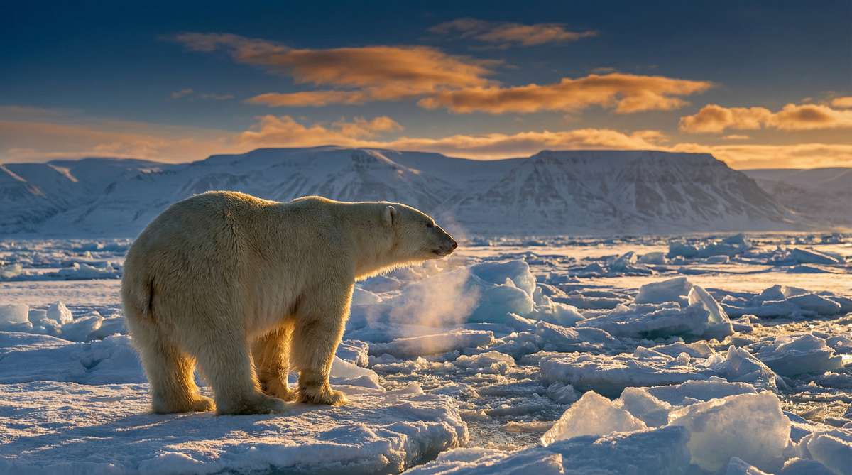 抖阴今日推荐北极熊视频